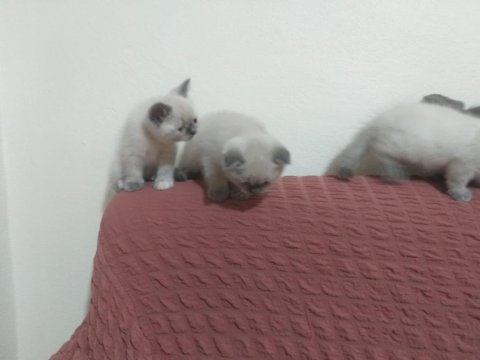 Yeni yuvalarını arayan scottish fold yavrular