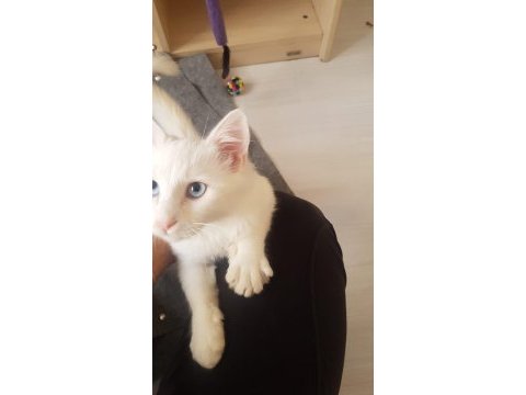 9 aylık boncuk mavisi deli çocuk kedimiz