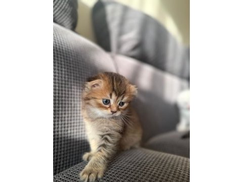 İstediğiniz cins kedimiz için mesaj atınız