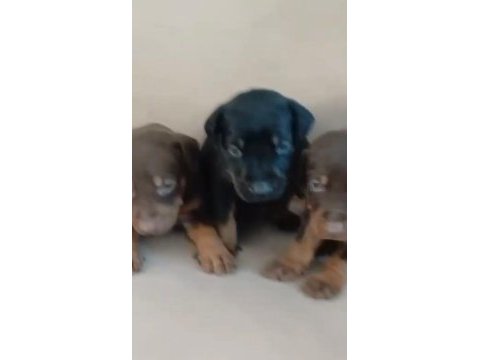 Doberman yavrular ırk sağlık garantili