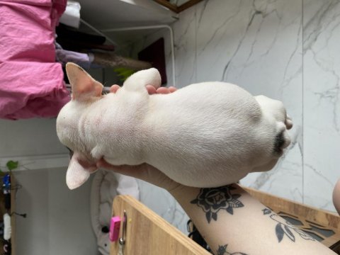 Mavi gözlü french bulldog oğlum yeni yuvasını arıyor