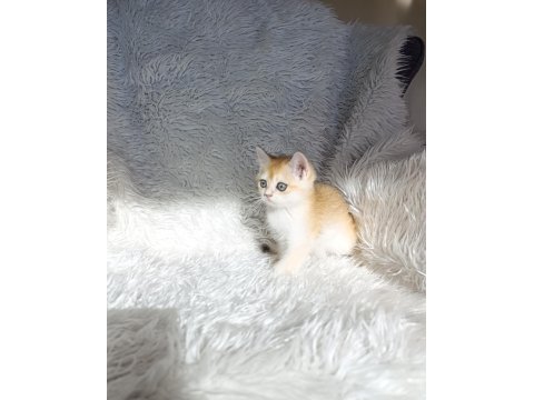 British shorthair golden ny12