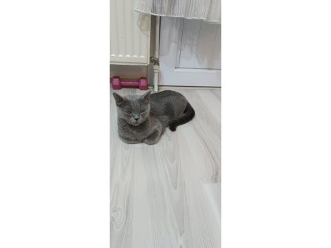 Tatlı kızımız dişi kedimiz