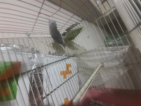 Damızlık forpus takım kafes yuvalık komple verilecek
