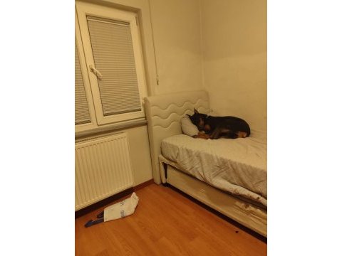 1 yaşında dişi doberman