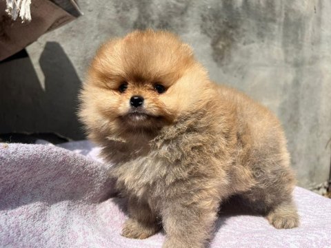 Pomeranian yavrular