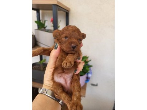 Red brown korekan ayı surat poodle yavrular