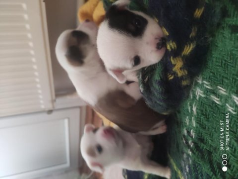 Elma kafa ve küt burun teacup chihuahua yavru