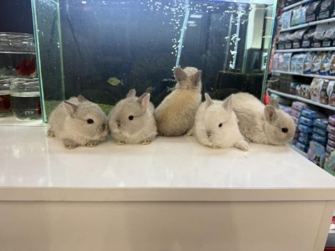 Cüce tavşan yavruları