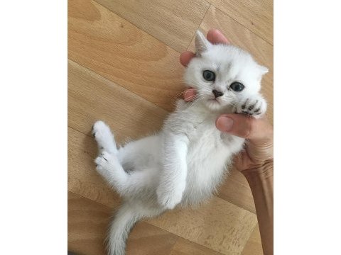 Sevimli dişi-erkek british shorthair yavrularımız