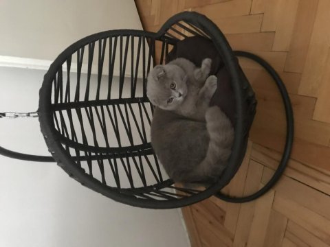 4,5 aylık scottish fold lilak dişi