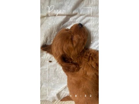 Safkan maltipoo uyguna verilecektir