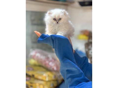 Şampiyon british longhair çocukları
