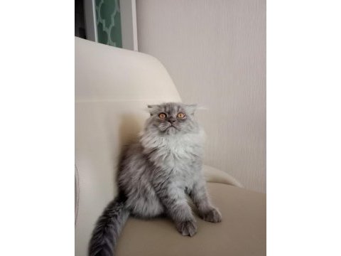 British longhair 4 aylık