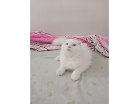 Uyguna brittish longhair acil 6 aylık erkek