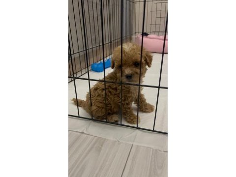 Orijinal teacup maltipoo köpeğimiz