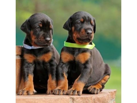 Siyah ve kızıl doberman asiller