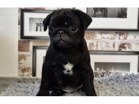 Siyah pug safkan