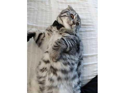 Sevgi pıtırcığı scottish fold