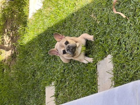 Orijinal ve sağlıklı french bulldog