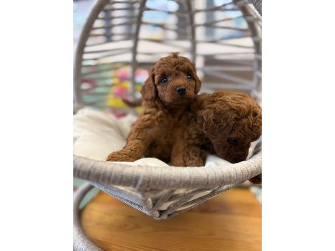 Dişi kore poodle