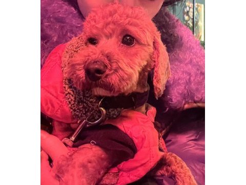 Poodle yaramaz leo yeni ailesini arıyor