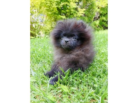 Nadir bulunan siyah pomeranian
