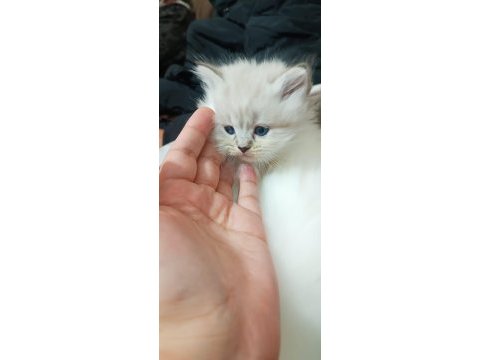 Acil sahiplendirme 3 aylık british longhair
