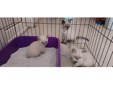 British shorthair blue point yavrular