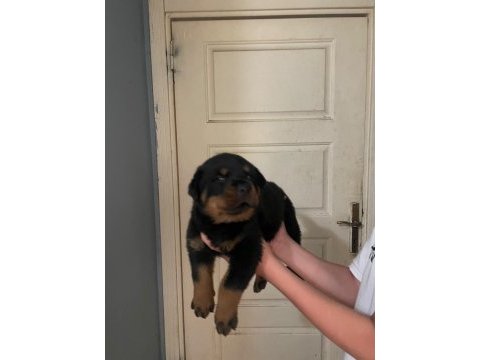 Son 2 erkek yavru rottweiler ırtıbata gecebılırsınız