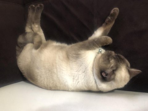 Ares erkek british shorthair sahiplendirilecektir