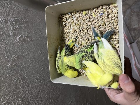 Yeme düşmek üzere olan muhabbet kuşu yavrular