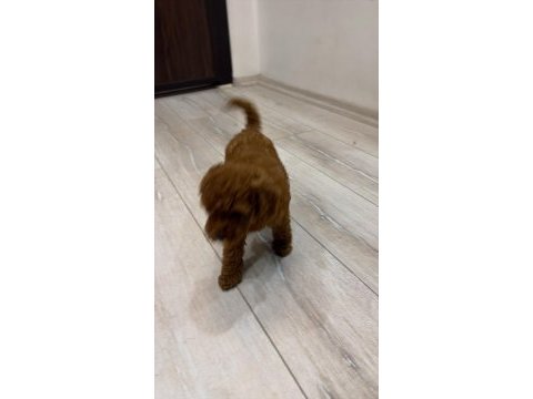 Evinizin neşesi poodle bebekler