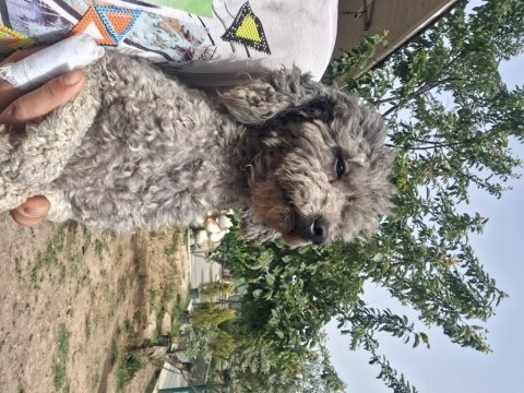 Güzeller güzeli toy poodle 2 yaşında