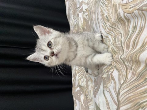 British shorthair yavrularıma yuva arıyorum