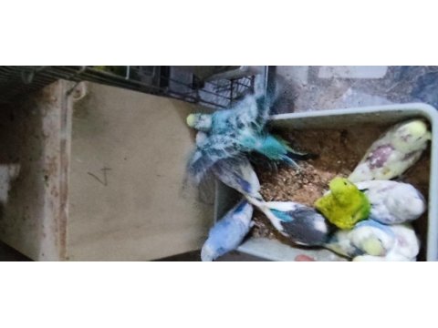 Üretimhaneden muhabbet kuşu yavruları