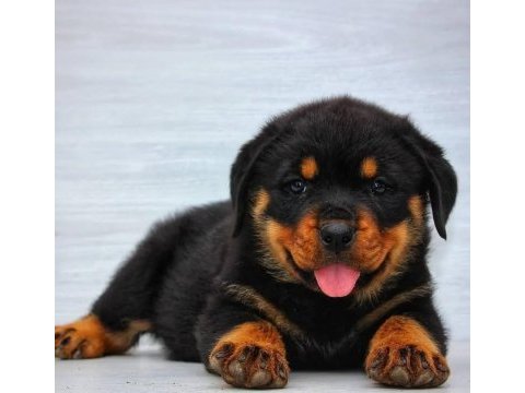 Rottweiler yavrularımız