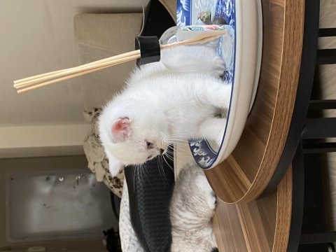 Harika chinchilla sevecen yavrularımız
