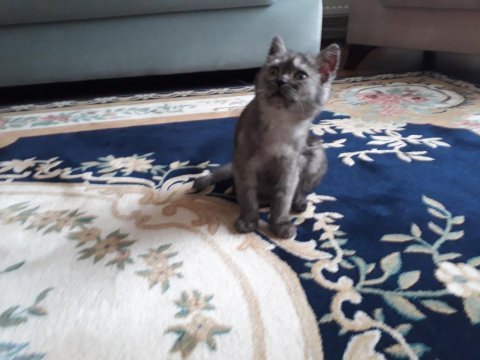 3 aylık british shorthair