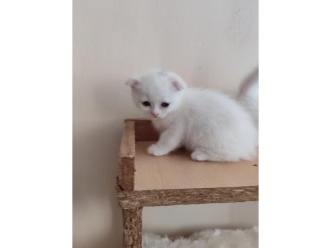 Alanya scottish fold ve straight beyaz gri erkek yavrular