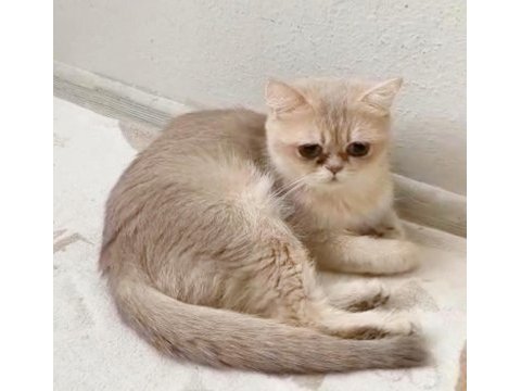 British shorthair cy 11