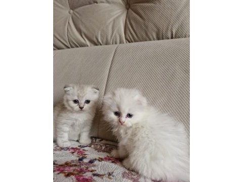 British longhair scottish straight
