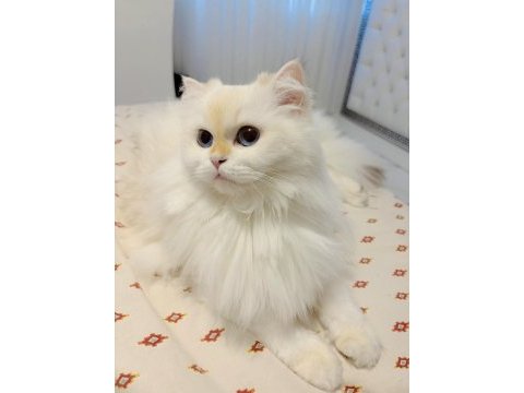 Golden point british longhair