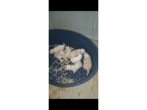 Terrier yavrular yeni yuvalarına gitmeye hazır