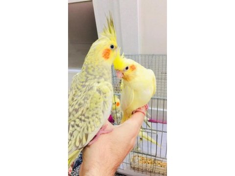 Sultan papağanı 2 aylıklar