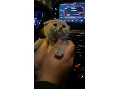 Güzeller güzeli scottish fold mia