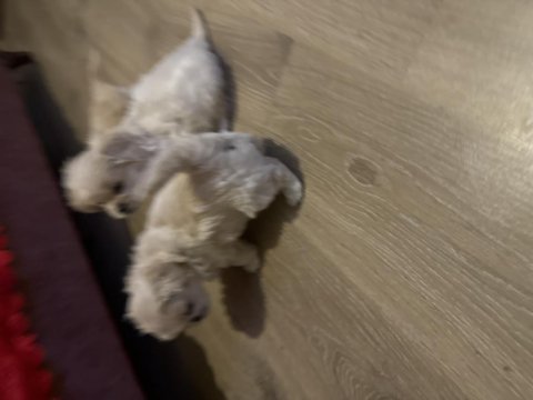 Pamuk pekinez köpekler