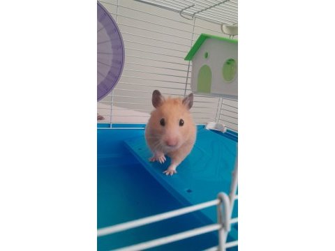 Dişi suriye hamsterı kafesiyle birlikte
