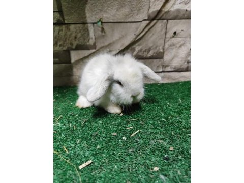 Orjinal hollanda lop tavşanları / istanbul / gönderim var