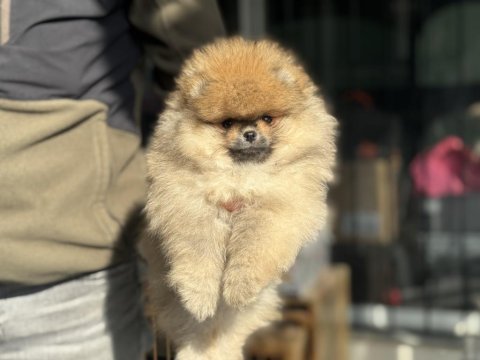 Petmode köpek çiftliğinden teddy face surat pomeranian